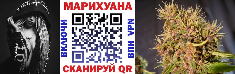 Конопля гибрид Западная Двина